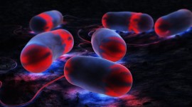 Bacteria In A Petri Dish Wallpaper 1080p