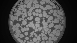 Bacteria In A Petri Dish Wallpaper