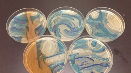 Bacteria In A Petri Dish Wallpaper For Desktop