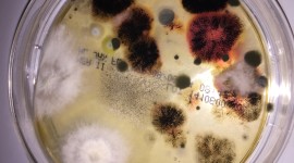 Bacteria In A Petri Dish Wallpaper For IPhone Free