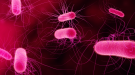 Bacteria In A Petri Dish Wallpaper Free