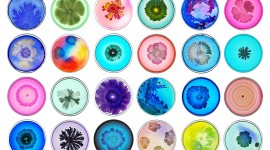 Bacteria In A Petri Dish Wallpaper Gallery