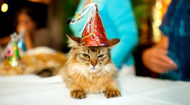 Clothing For Cats Photo Download