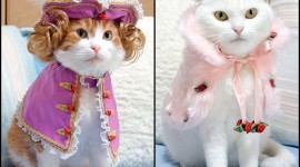 Clothing For Cats Pics