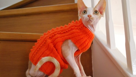 Clothing For Cats wallpapers high quality