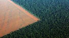Deforestation High Quality Wallpaper