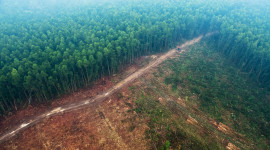 Deforestation Wallpaper