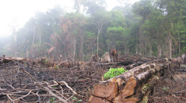 Deforestation Wallpaper High Definition