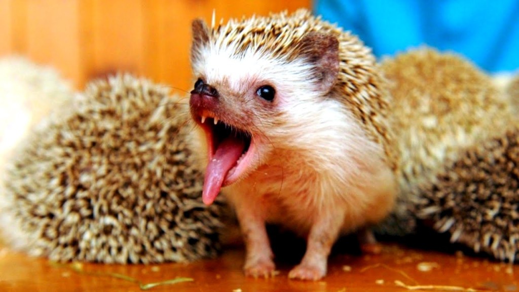 Funny Hedgehogs wallpapers HD