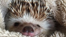 Funny Hedgehogs Wallpaper For Android#1