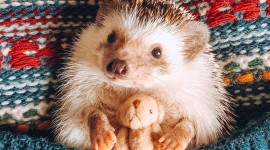 Funny Hedgehogs Wallpaper For IPhone