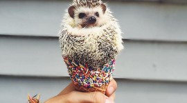Funny Hedgehogs Wallpaper Free