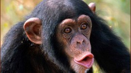 Funny Monkeys Desktop Wallpaper
