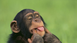 Funny Monkeys Photo Download