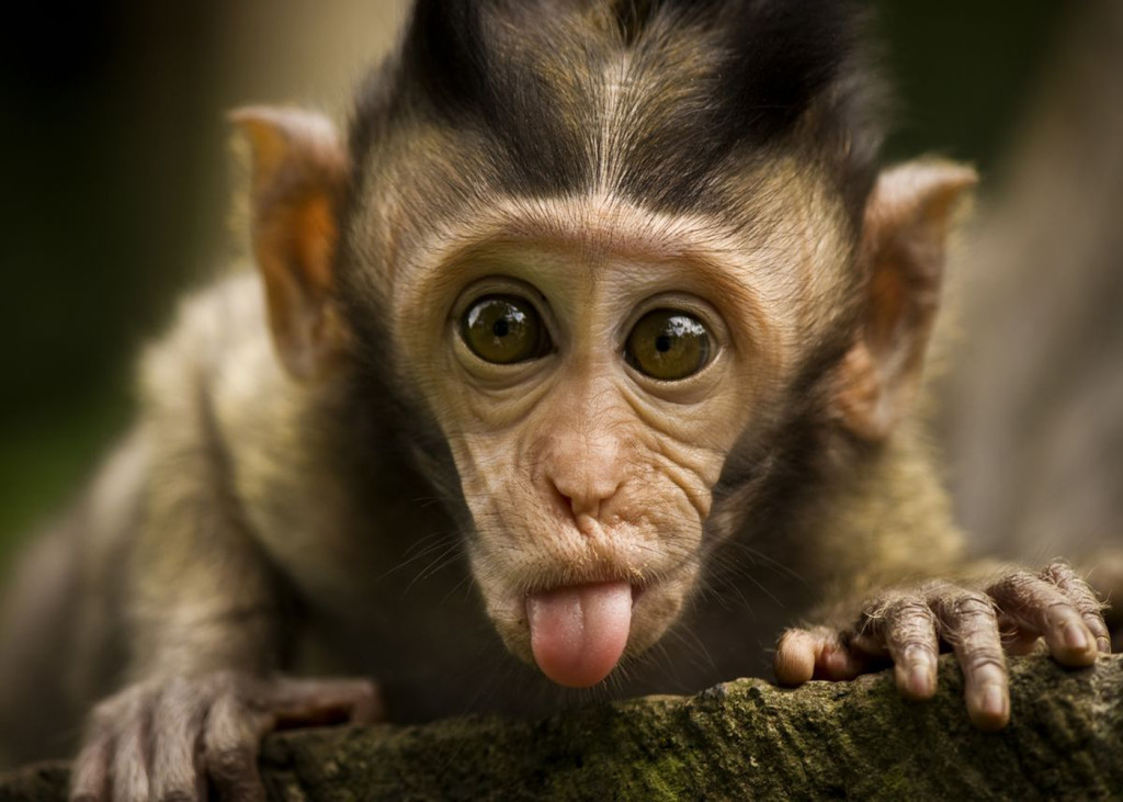 Funny Monkeys Wallpapers High Quality | Download Free