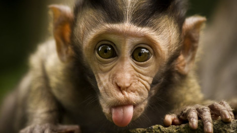 Funny Monkeys wallpapers high quality