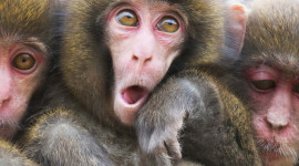 Funny Monkeys Wallpaper Full HD