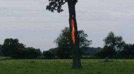 Lightning Strikes A Tree For Android