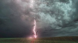Lightning Strikes A Tree For Mobile