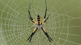 Spider Web Desktop Wallpaper