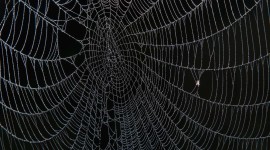 Spider Web Desktop Wallpaper Free