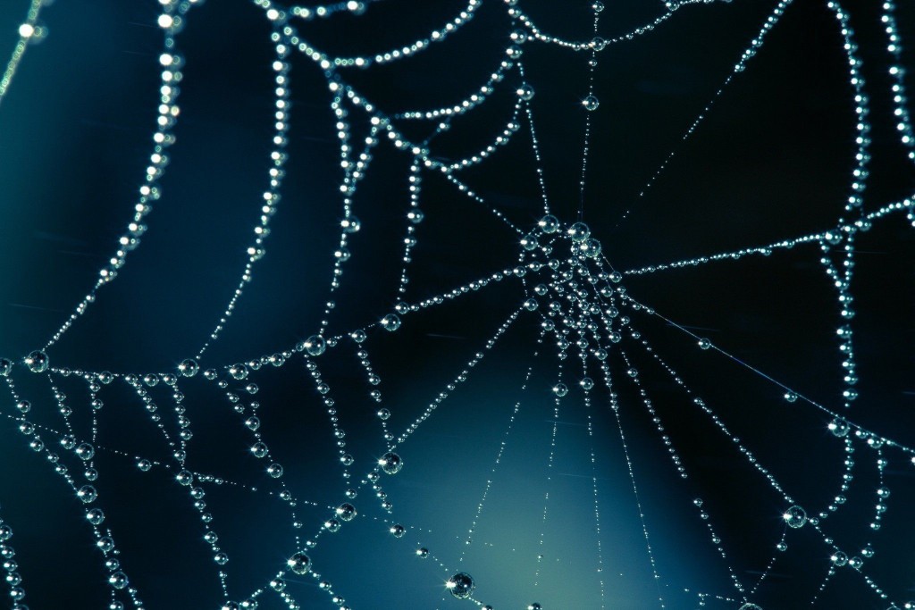 Spider Web wallpapers HD