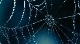 Spider Web Wallpaper 1080p