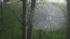 Spider Web Wallpaper Download