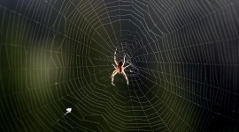 Spider Web Wallpaper Download Free
