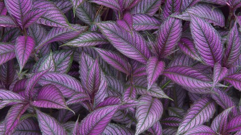 Strobilanthes wallpapers high quality