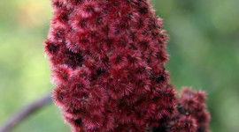 Sumac Wallpaper For IPhone Download