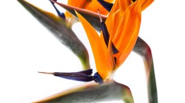 The Strelitzia Wallpaper For Android