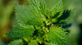 4K Nettle Picture Download