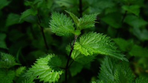 4K Nettle wallpapers high quality
