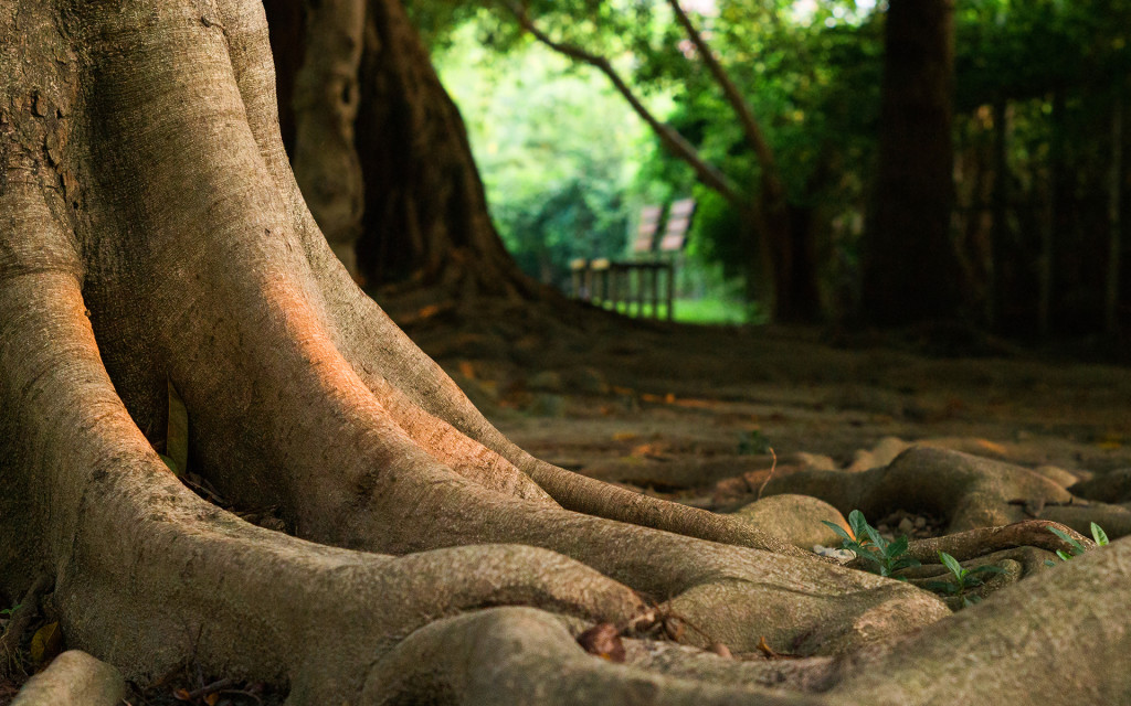 4K Tree Roots wallpapers HD