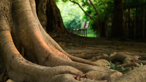 4K Tree Roots wallpapers high quality