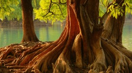4K Tree Roots Picture Download
