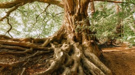 4K Tree Roots Wallpaper For IPhone