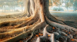 4K Tree Roots Wallpaper For Mobile#1
