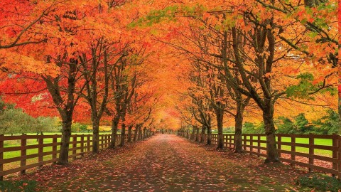 Autumn Road wallpapers high quality