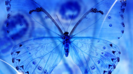 Butterfly Macro Image