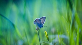 Butterfly Macro Image Download