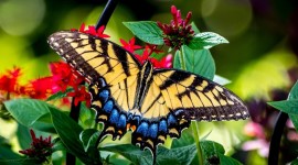 Butterfly Macro Photo Download