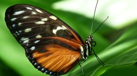 Butterfly Macro Picture Download
