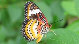 Butterfly Macro Wallpaper 1080p