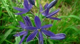 Camassia Wallpaper For Android