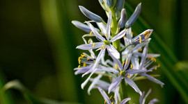 Camassia Wallpaper For The Smartphone