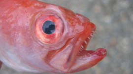 Creepy Fish Wallpaper For IPhone