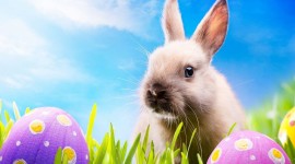 Easter Bunny Desktop Wallpaper