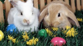 Easter Bunny Wallpaper Free